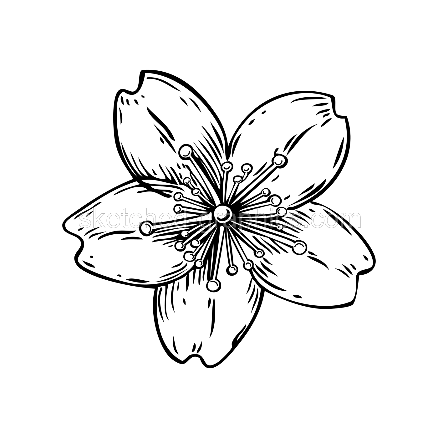 Sakura flower sketch. Cherry blossom vector illustration. Hand-drawn spring design element. NOT AI generated Illustration